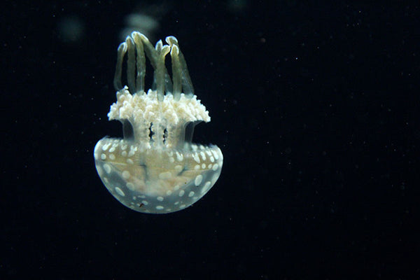 Vacouver Aquarium Jellyfish